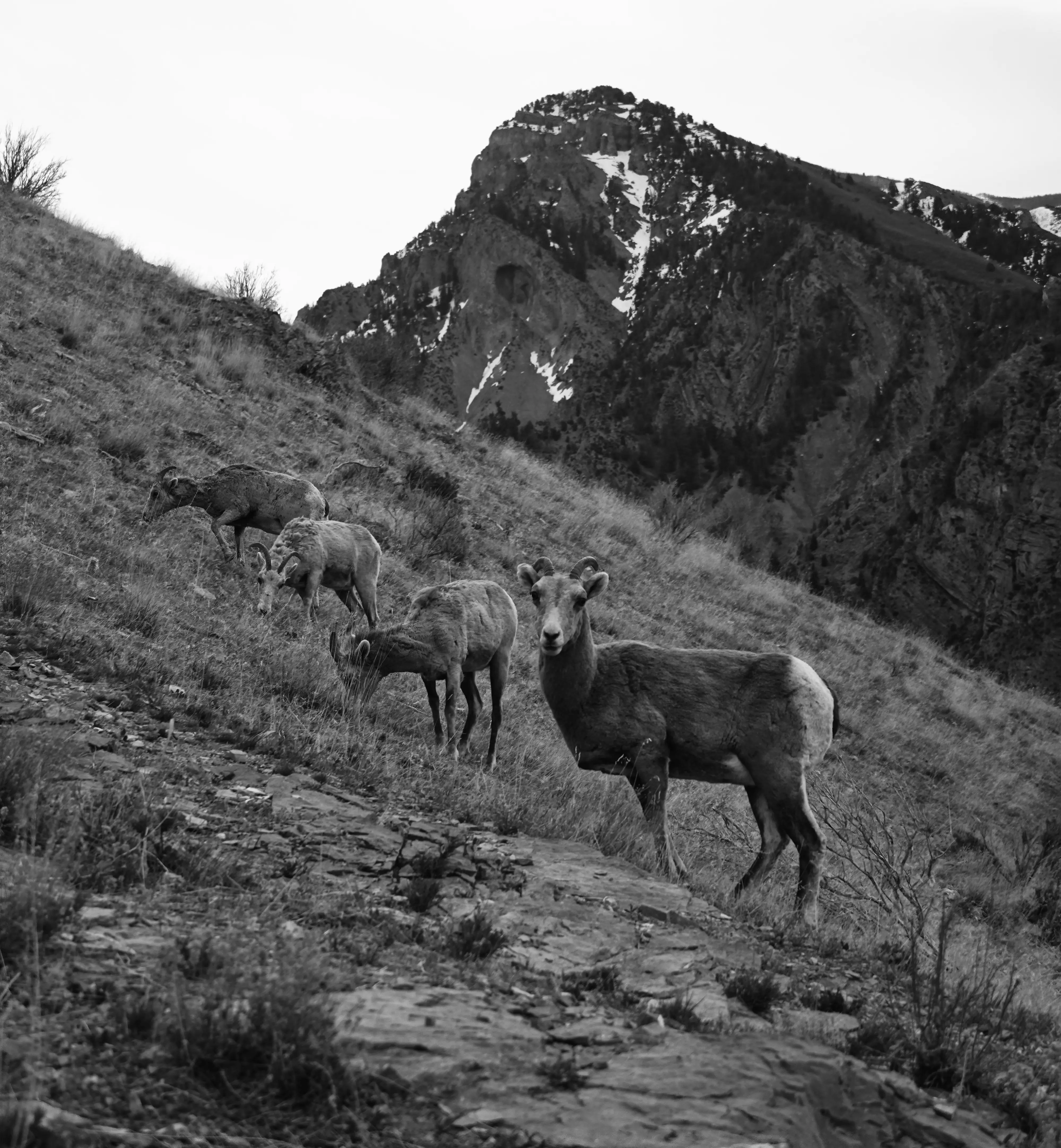 Big horn sheep grazing. Wasatch, Utah