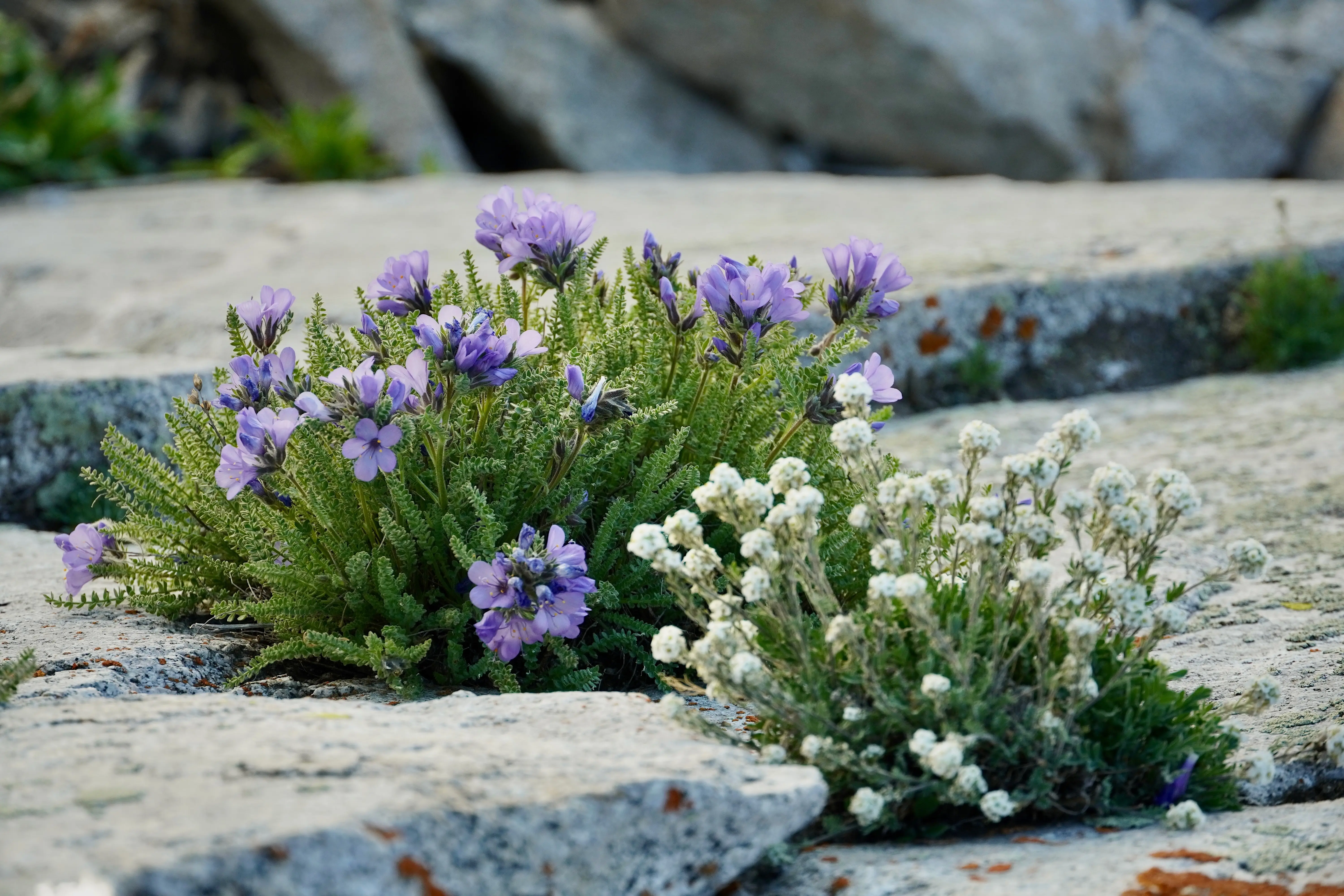 Alpine flowers clinging to the side of a cliff on Pfeifferhorn. Wasatch, Utah. Photographed by Shane Haynes