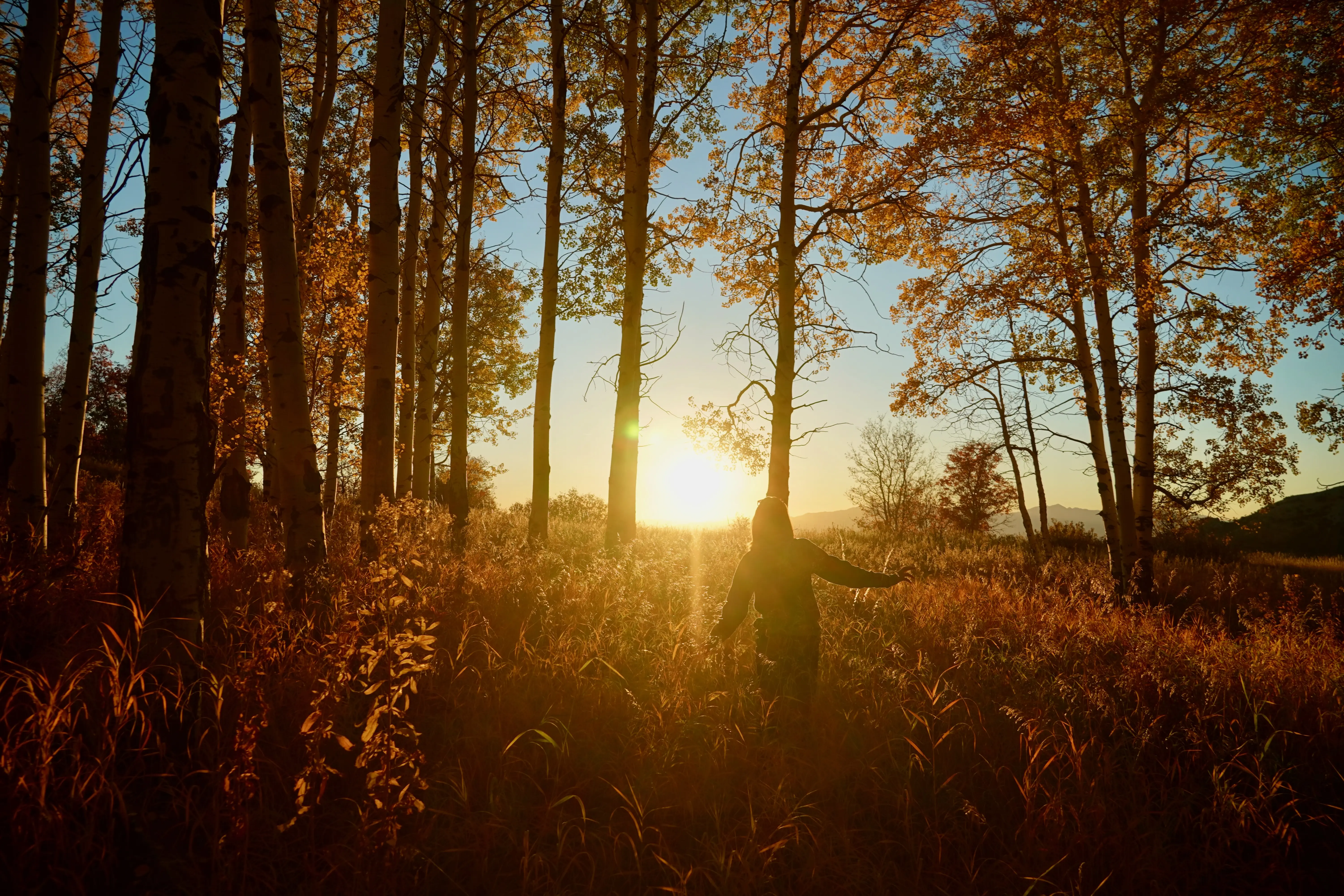 Jordan Evans walks through an aspen forest during golden hour. Near Mt. Timpanogos, Wasatch, Utah. Photo credit: Shane Haynes