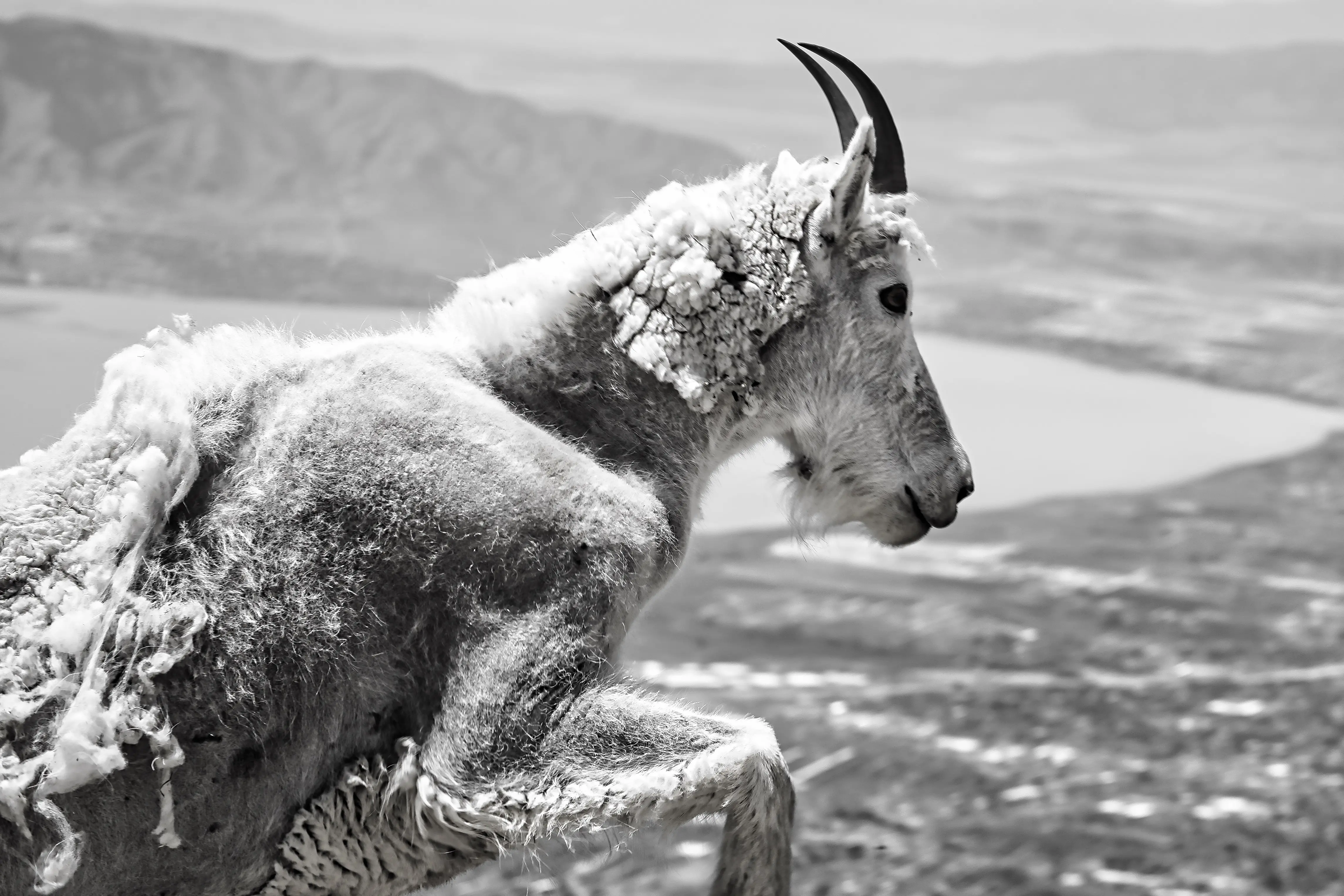 A leaping mountain goat on the Timpanogos Massif. Wasatch, Utah. Photographed by Shane Haynes