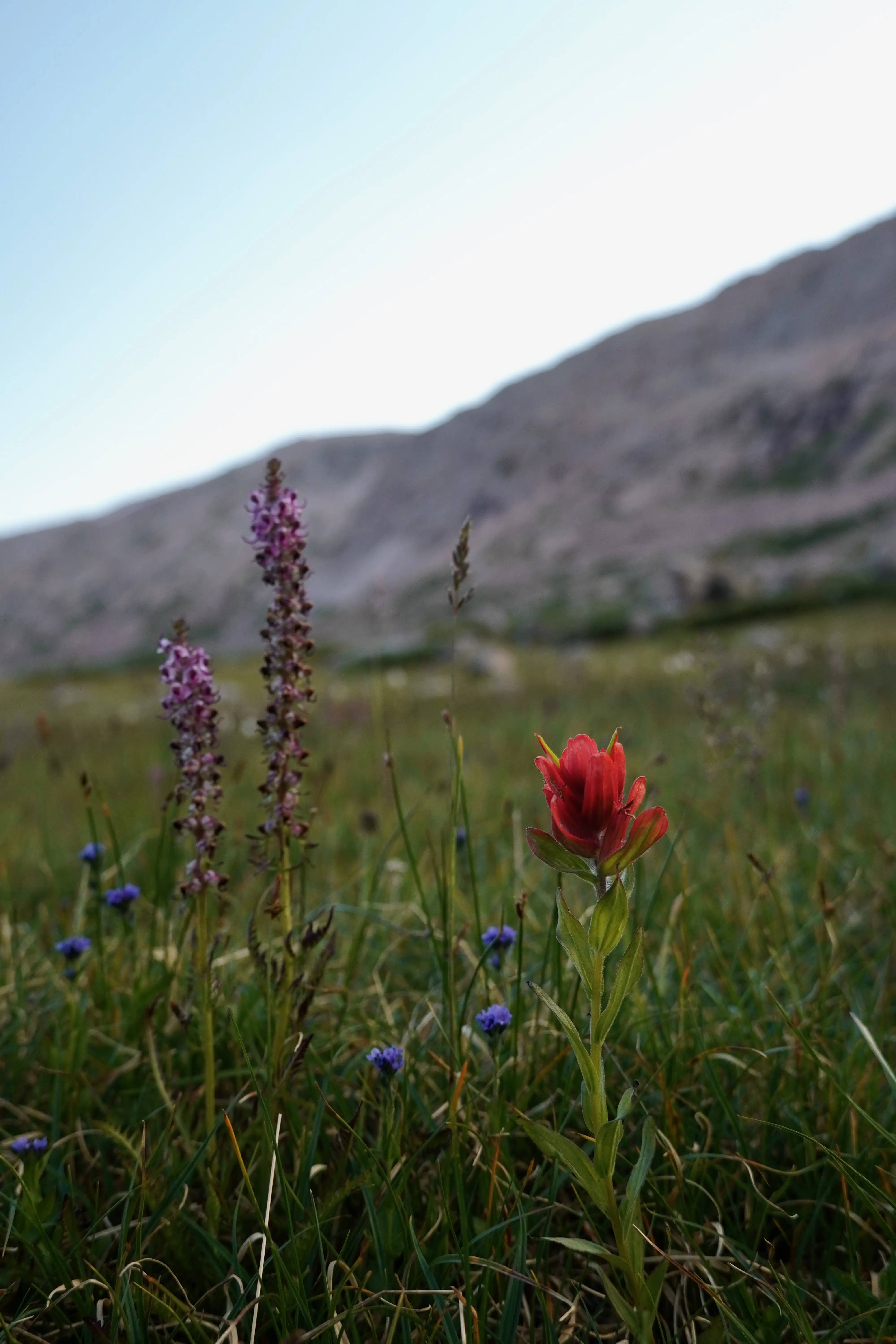 A couple of flowers in the Wind River Range, Wyoming. Photographed by Shane Haynes